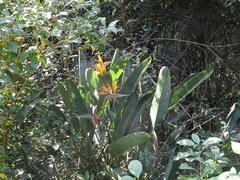 Strelitzia reginae