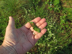 Eriogonum multiflorum multiflorum