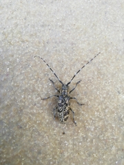 Monochamus saltuarius