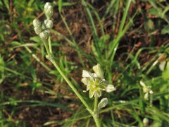 Eriogonum multiflorum multiflorum