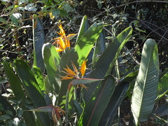 Strelitzia reginae