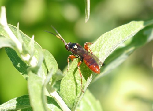 Obtusodonta equitatoria