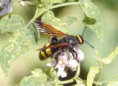 Scolia fuciformis