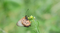 Acraea neobule