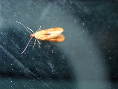 Epicallima formosella