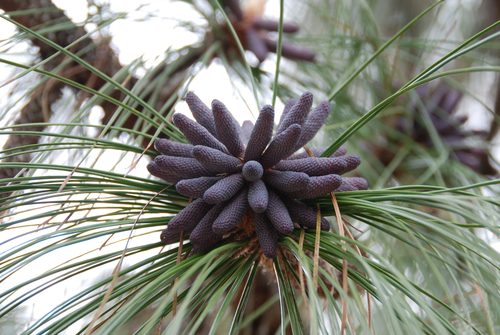 longleaf pine