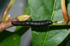 Actrix nyssaecolella