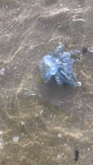 Dactyliophorae
