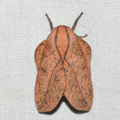 Syssphinx bisecta