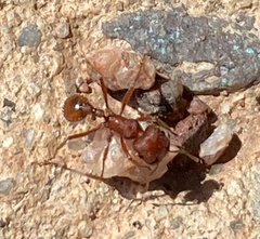 Pogonomyrmex occidentalis