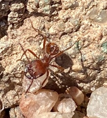 Pogonomyrmex occidentalis