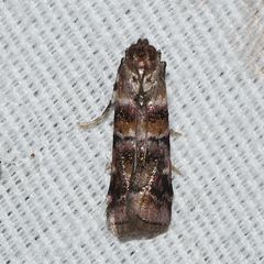 Dioryctria pygmaeella