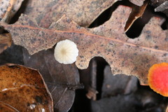 Agaricales