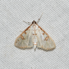 Palpita illibalis