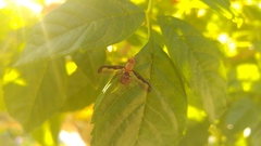 Diacrita costalis