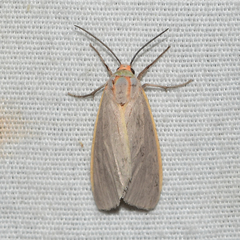 Pygarctia abdominalis