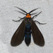 Yellow-collared Scape Moth - Photo (c) Royal Tyler, some rights reserved (CC BY-NC-SA), uploaded by Royal Tyler