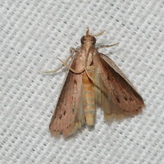 Tampa dimediatella