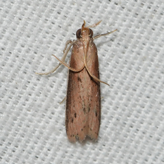 Tampa dimediatella
