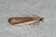 Tampa dimediatella