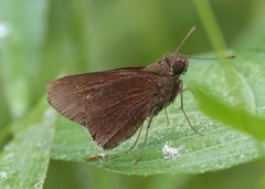 Caltoris cormasa