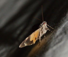 Catocala lineella