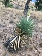 Yucca schottii
