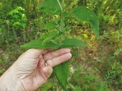 Eupatorium cordigerum