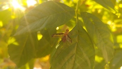 Diacrita costalis