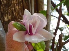 Magnolia × soulangeana