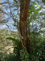 Magnolia × soulangeana