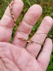 Vahlodea atropurpurea