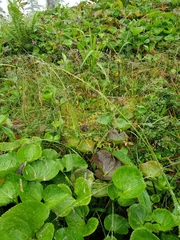 Vahlodea atropurpurea