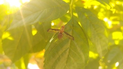 Diacrita costalis