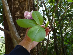Magnolia × soulangeana