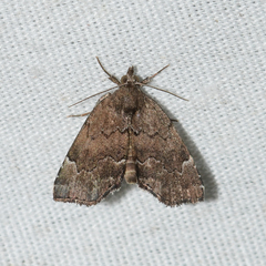Cutina aluticolor