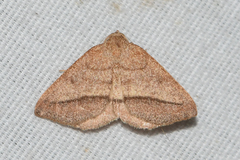 Macaria varadaria