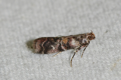 Dioryctria pygmaeella