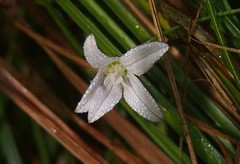 Campanula aparinoides