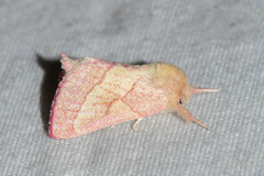 Hyparpax aurora