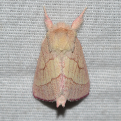 Hyparpax aurora