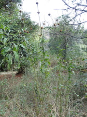 Leonotis nepetifolia nepetifolia