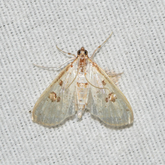 Palpita illibalis