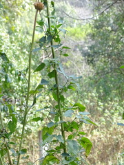 Leonotis nepetifolia nepetifolia