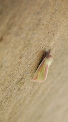 Heliothis galatheae