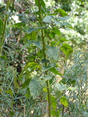 Leonotis nepetifolia nepetifolia