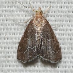 Stegea eripalis