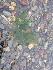 Ulvaceae