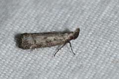 Dichomeris inversella