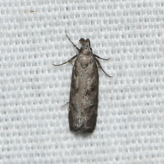 Dichomeris inversella